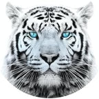 White Tiger with Blue Eyes Edible Cake Topper-8" Round