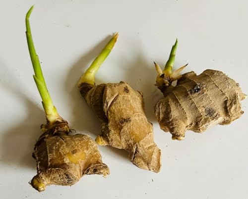 3 Live Sprouting Ginger Roots - Ready to Plant Zingiber officinale Rhizomes - Indoor/Outdoor Container Friendly Culinary Herb - Fast Growing High-Yield Harvest