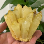 Stone Citrine Phantom Quartz Crystal Cluster (750-800g)