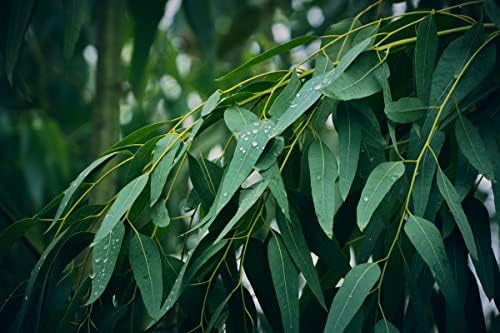 Eucalyptus Pure Oil (Globulus) - 1 Gallon