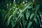 Eucalyptus Pure Oil (Globulus) - 1 Gallon