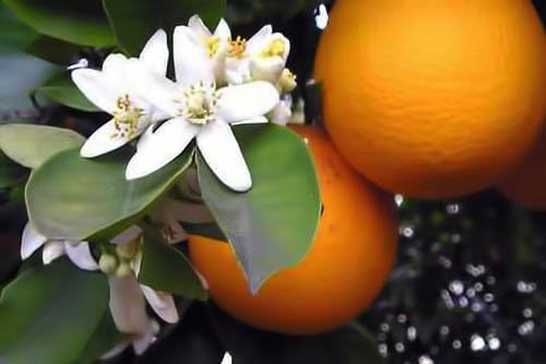Premium Organic Moroccan Orange Blossom (Neroli) Water | 4oz Spray Imported from Morocco | Food Grade | Packed with Natural Antioxidants. Perfect for Hydrating & Rejuvenating Your Face & Neck