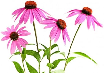 Echinacea Herb - Echinacea purpurea Loose Leaf C/S 100% from Nature (2 oz)
