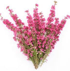 Heather Flowers - Dried Calluna vulgaris Loose Tea from 100% Nature (4 oz)