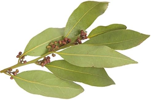 Bay Laurel Leaf - Laurus nobilis Loose Leaf C/S from Nature Tea (1 oz)