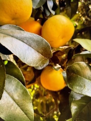 Fresh Pomelo/Grapefruit Hybrid "Melogolds" - 4 count