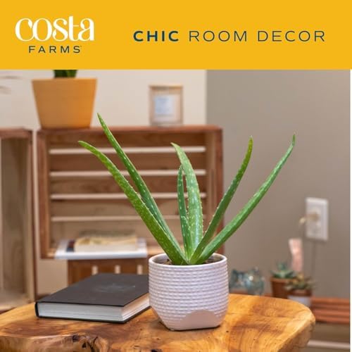 Costa Farms Aloe Vera Plant, Live Succulent, Easy Care Indoor Houseplant in Grower Pot, Room Air Purifier, Tabletop, Office, Desk or Home Décor, Housewarming, Garden Gift, 10-Inches Tall