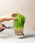 Organic Wheatgrass Seeds (16 oz) – Non-GMO, Heirloom Seeds for Sprouting and Microgreens