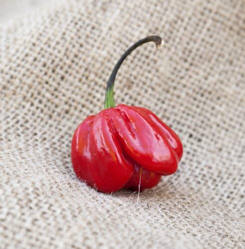Red Savina Habanero Heirloom Pepper Premium Seed Packet + More