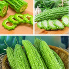 Long Bitter Melon Seeds 30pcs - Bitter Gourd Heirloom Non-GMO Bittermelon Seeds with Easy to Follow AKA. Bitter Gourd, Bitter Squash, Balsam Pear, Kyushu, Karela, Goya