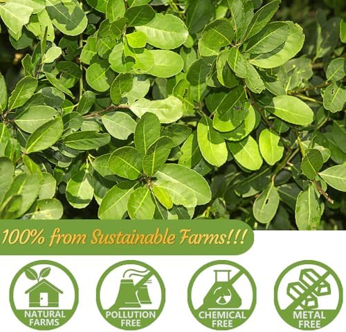 Premium 60 Unsmoked Yerba Mate Tea Bags, Made with 100% Pure Yerba Mate Leaves, No Additives.