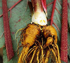 Rhubarb Root - Dried Rheum officinalis Granule from 100% Nature (8 oz)