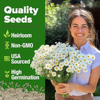 HOME GROWN German Chamomile Seed Pack 2,280 Non GMO Heirloom Seeds for Planting for Sustainable Gardens and Soothing Medicinal Herbal Teas (Matricaria chamomilla)