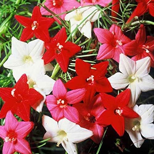 Seeds Cypress Vine Mix Quamoclit Annual Liana Flowers
