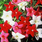 Seeds Cypress Vine Mix Quamoclit Annual Liana Flowers
