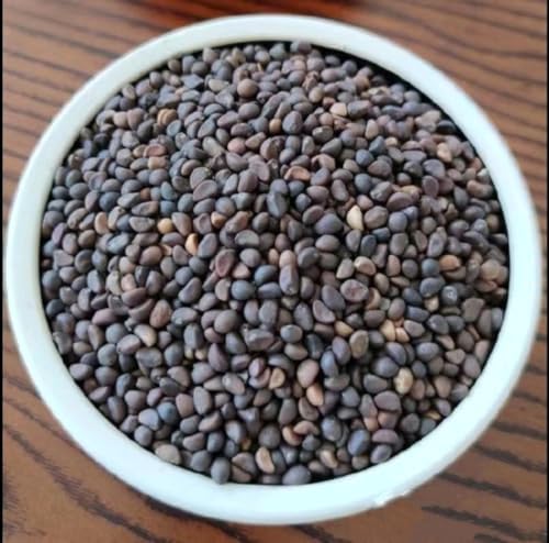 1000 Seeds Water Spinach White for Yard & Garden - Non-GMO, Green Leaf Vegetable Seeds for Planting - 97% Germination, Produced in The US