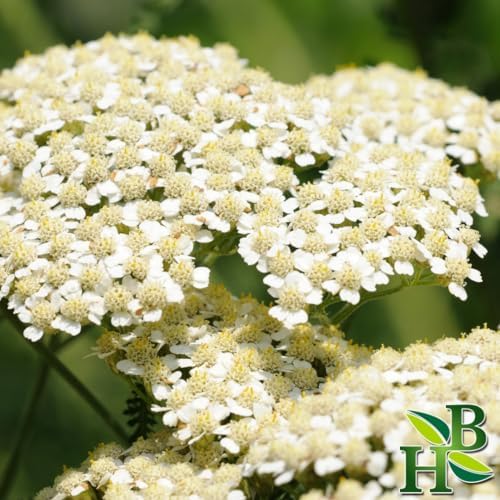 Herb To Body Dried Yarrow Flowers C/S - 4oz, Cut & Sifted Achillea Millefolium, Dried Yarrow Herb for Herbal Tea, Tinctures and Traditional Wellness Infusions