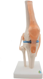 Kouber Anatomical Medical Knee Joint with Ligaments Model,Life Size