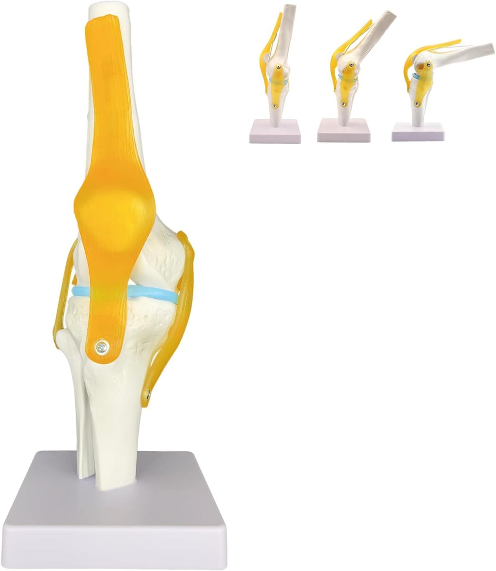 Human Knee Joint Model Anatomy, 1:1 Life-Size Flexible Knee Model with Ligaments for Doctor & Student, Teaching Aid for Patient Education & Anatomical Study