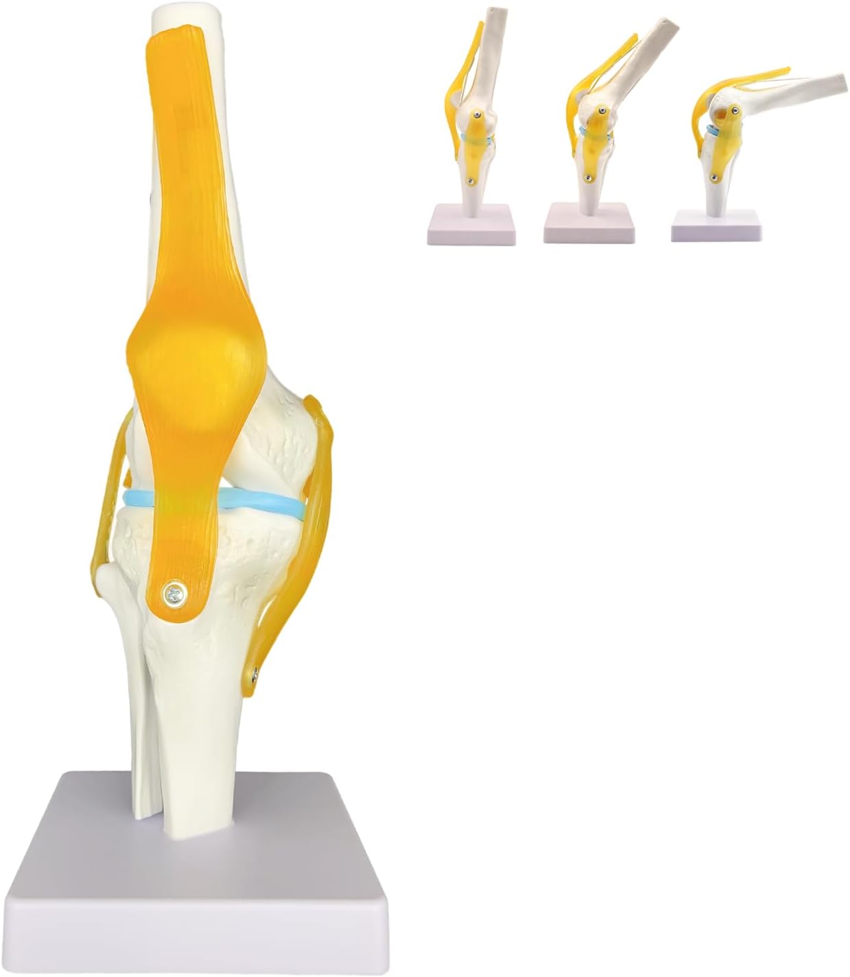 Human Knee Joint Model Anatomy, 1:1 Life-Size Flexible Knee Model with Ligaments for Doctor & Student, Teaching Aid for Patient Education & Anatomical Study