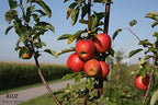 Fresh Pink Lady Apples (Box of 8 Apples)