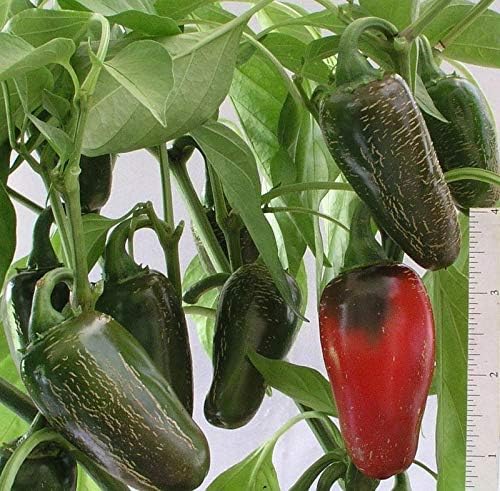 Mucho Nacho Jalapeno Peppers - GREAT STUFFERS!! Mild & Tasty..!!!!(50 - Seeds)