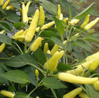 100PCS Tabasco Pepper Seeds Non-GMO Heirloom Seeds