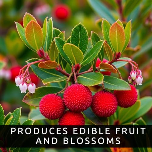 30 Strawberry Tree Seeds – Arbutus Unedo – Non-GMO Seeds for Home Planting – Attractive Ornamental Trees with Edible Fruit – Easy-to-Grow for Gardens, Containers, and Landscaping