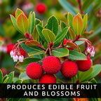 30 Strawberry Tree Seeds – Arbutus Unedo – Non-GMO Seeds for Home Planting – Attractive Ornamental Trees with Edible Fruit – Easy-to-Grow for Gardens, Containers, and Landscaping