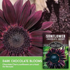 Chocolate Cherry Sunflower Seeds for Planting | Rare Burgundy Black Blooms, 6-7ft Giant Non-GMO Heirloom Flower - Survival Garden Seeds (2 Packs)