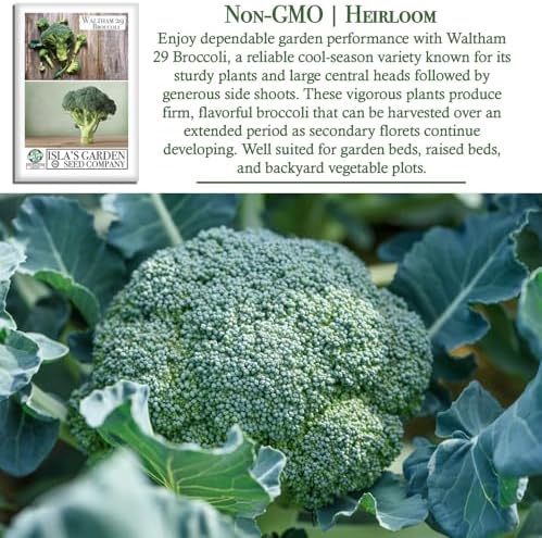 Waltham 29 Broccoli Seeds (Brassica oleracea) – 300+ Heirloom Non-GMO Seeds by Isla’s Garden Seeds, Classic Cool-Season Variety, Large Central Heads with Side Shoots, Productive Backyard Harvest Crop