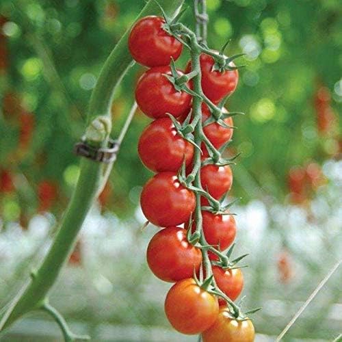 Sakura F1 Hybrid Tomato Seeds - Deliciously Sweet, Bright red, Uniform Cherry (25 - Seeds)
