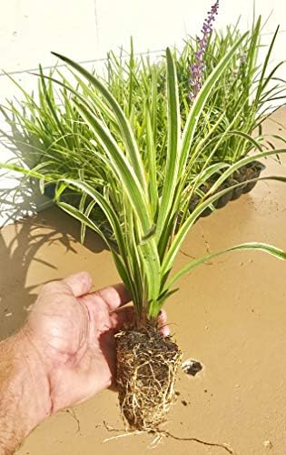 18 Pack - Liriope 'Variegated' Grass