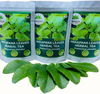 Organic Kalanchoe pinnata Leaves Tea, miracle leaf air plants Bryophyllum Pinnatum Herbal Tea, 40 Tea Bags/ 1.5g