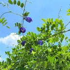 100+ Butterfly Pea Flower Seeds HOA Dau Biec Organic Clitoria Ternatea for Home Garden Blue Butterfly Pea Asian Pigeonwings Tropical Vine Plant Perfect for Tea, Landscaping, and Decorations
