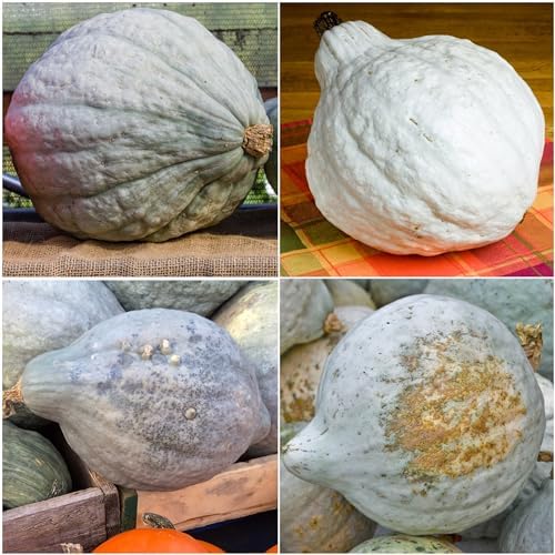 Seed Needs Blue Hubbard Winter Squash Seeds for Planting - Non-GMO, Heirloom & Untreated - Golden Yellow Sweet Flesh Perfect for Baking & Cooking (1 Pack)