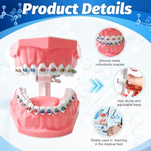 Orthodontic Dental Model with Brackets for Educational Demonstration - Silicone Teeth Typodont with Braces, Anatomic Teaching Tool - Dental Care Training Device for Students and Patients