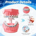 Orthodontic Dental Model with Brackets for Educational Demonstration - Silicone Teeth Typodont with Braces, Anatomic Teaching Tool - Dental Care Training Device for Students and Patients