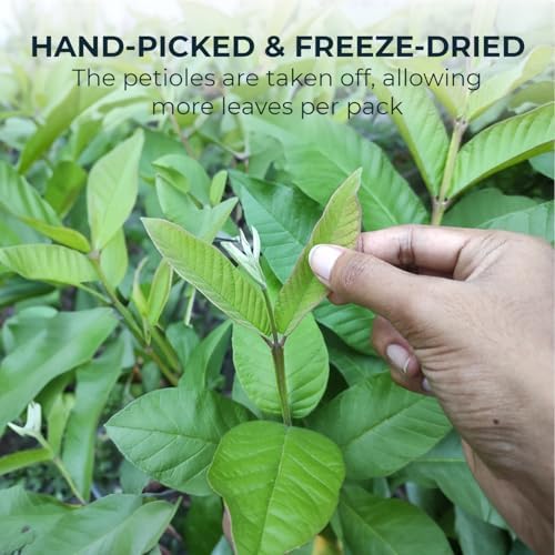 Young Guava Leaf Tea - 100+ Dried Whole Leaves (+up to 20 Leaves), 3.39 oz, Hojas de Guayaba, Caffeine Free, No Sugar Added, Vacuum Sealed, Pure & Handpicked, Herbal Tea for Relaxing, Makes 30+ Cups