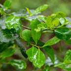 Yerba Mate Tea Plant (4 Pack) | Real Live Plant for Sale | Perfect for Tea Lovers | Hardy and Easy to Grow for Planting | Grow Organic Tea Leaves at Home | Great for Indoor or Outdoor Gardens