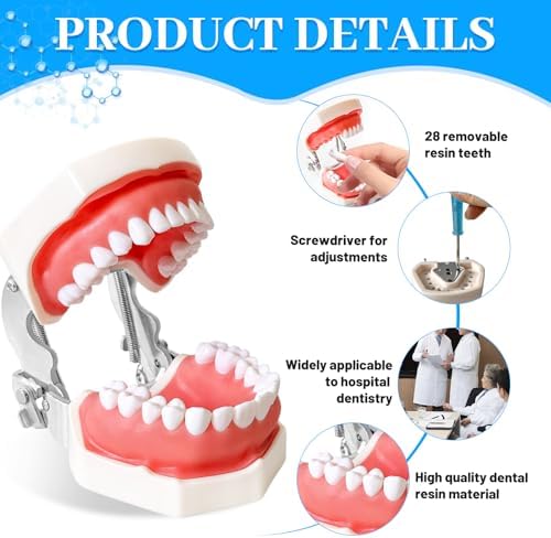 Dental Teaching Model with Training Teeth for Students and Professionals - Detachable Resin Teeth with Soft Gums, Dental Practice Tool with Screwdriver - Ideal for Dental Education, and Demonstrations