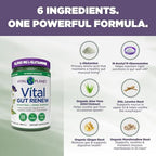 Vital Planet - Vital Gut Renew Powder Supplement for Leaky Gut Repair with L-Glutamine, Marshmallow and Ginger Root, DGL Licorice Root and Organic Aloe Vera, L Glutamine 6000mg 13.76 oz