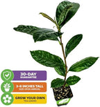 Tea Plant (Green Tea) Live Plant - Camellia sinensis - Wellspring Gardens Starter Plant for Your Indoor or Outdoor Garden
