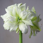 Pre- Potted Amaryllis Bulb Kit: Marilyn in Stunning Beautiful Blue Ceramic Pot NO Planting Necessary Indoor Flowers and Blooms Many Color Options Red Pink White Waxed Alternative Live Amaryllis Plant