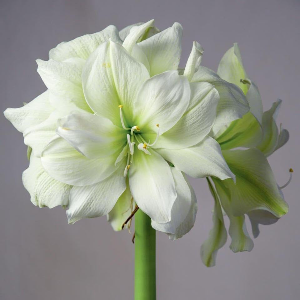 Pre- Potted Amaryllis Bulb Kit: Marilyn in Stunning Beautiful Blue Ceramic Pot NO Planting Necessary Indoor Flowers and Blooms Many Color Options Red Pink White Waxed Alternative Live Amaryllis Plant