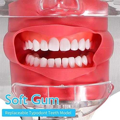 Dental Simulator Manikin Phantom Head - Teaching Mouth Head Model Fix on Chair Replaceable Typodont Tooth Model 360-Degree Adjustment for Dentists & Dental Assistants and Hygienists