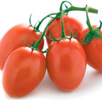 Roma VF Tomato Seeds for Planting - Heirloom Non-GMO Vegetable Seeds - Classic Italian Plum Paste Tomatoes for Canning & Sauce - High Germination Determinate Variety - Disease Resistant (50ct+)