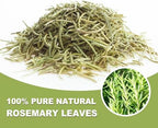 TEARELAE - Rosemary Tea - 1.5g x 50 Count - 100% Pure Rosemary Leaves Tea Bag - Country of Origin Egypt - Aid Digestion & Support Respiratory Health