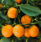 Grafted Kumquat Fruit Tree, Live Plant in Pot, (Grafted Meiwa Sweet, 5 Gallon 3-4 Feet Tall - Semi Dwarf)