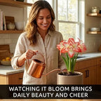 Premium Double Dream Amaryllis Bulb – Top Size 36–38 cm | Soft Pink Double Blooms with Delicate Veining | Indoor Holiday Flowering Bulb | Easy to Grow Gift Plant